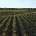 field of olive trees