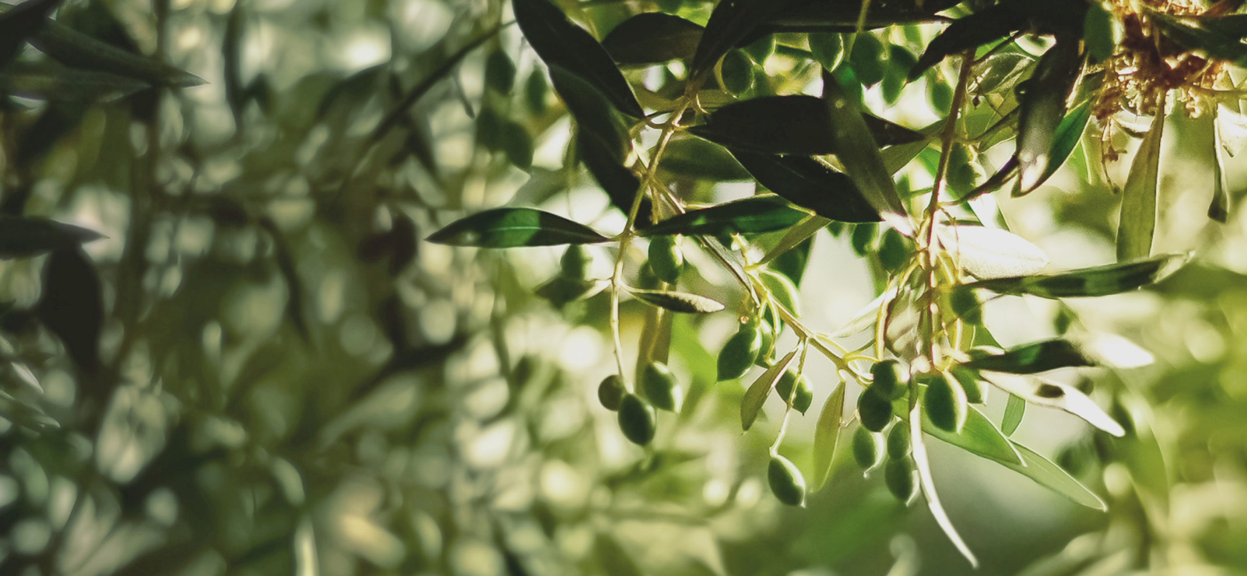 certified origins olive tree