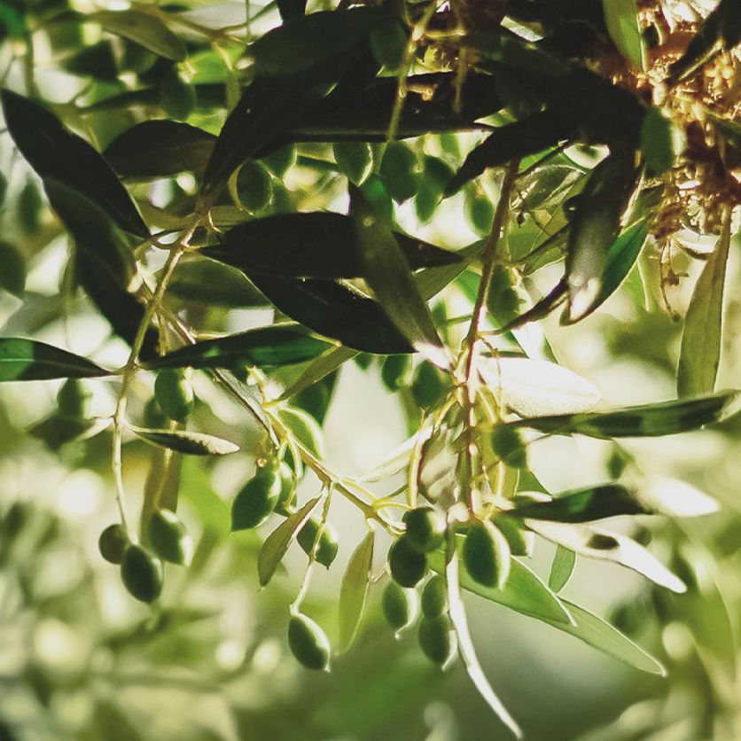 Olive Oil Monthly Market Report June 2022 Certified Origins