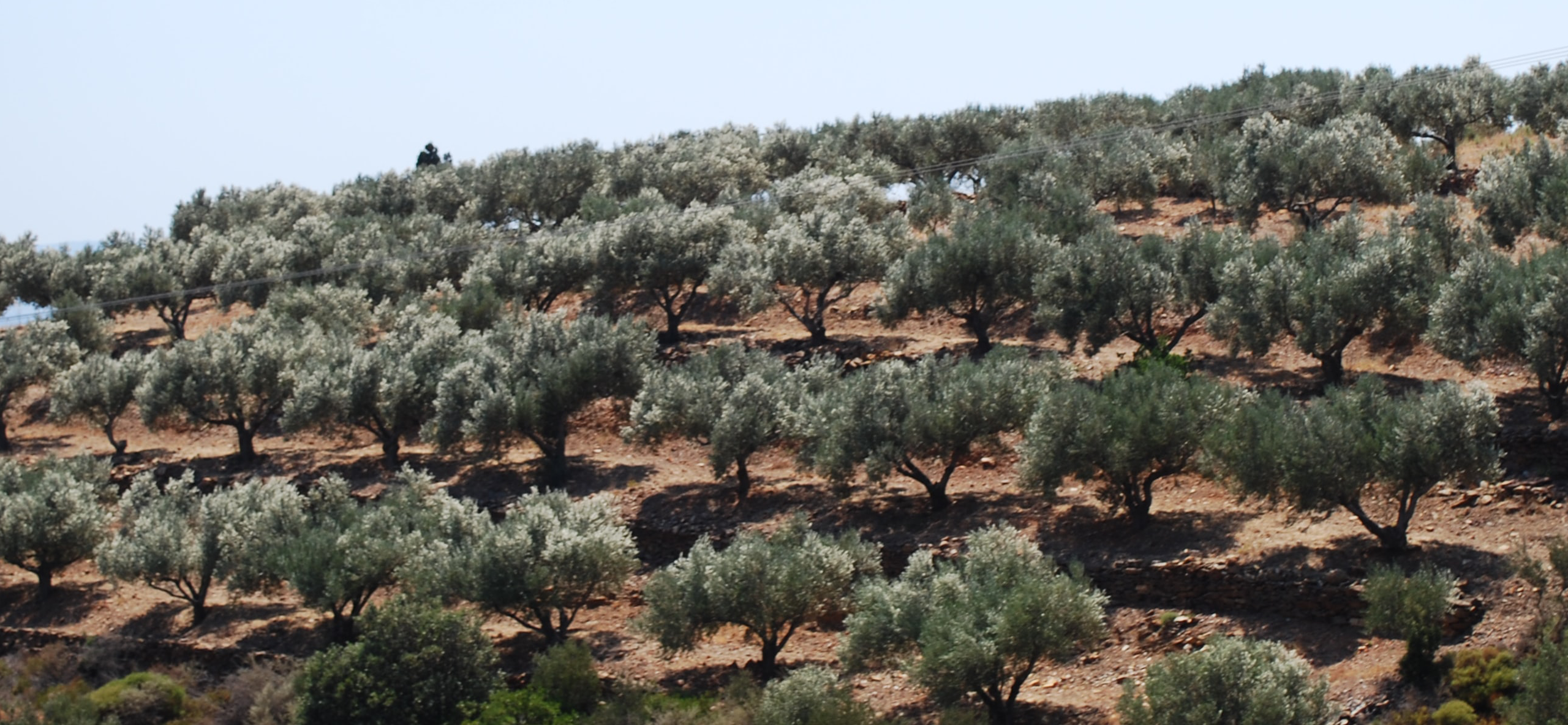 certified origins hilly olive groves