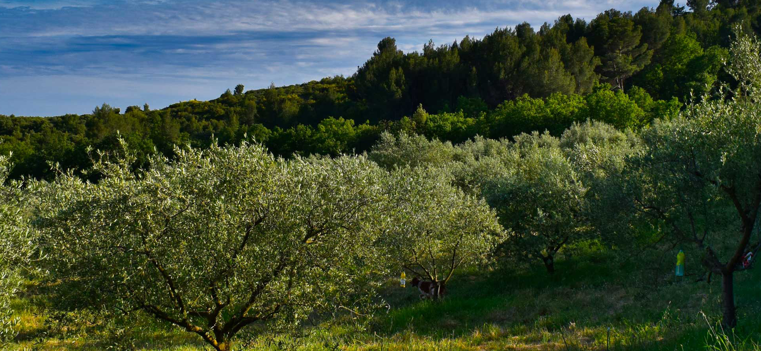 certified origins olive groves