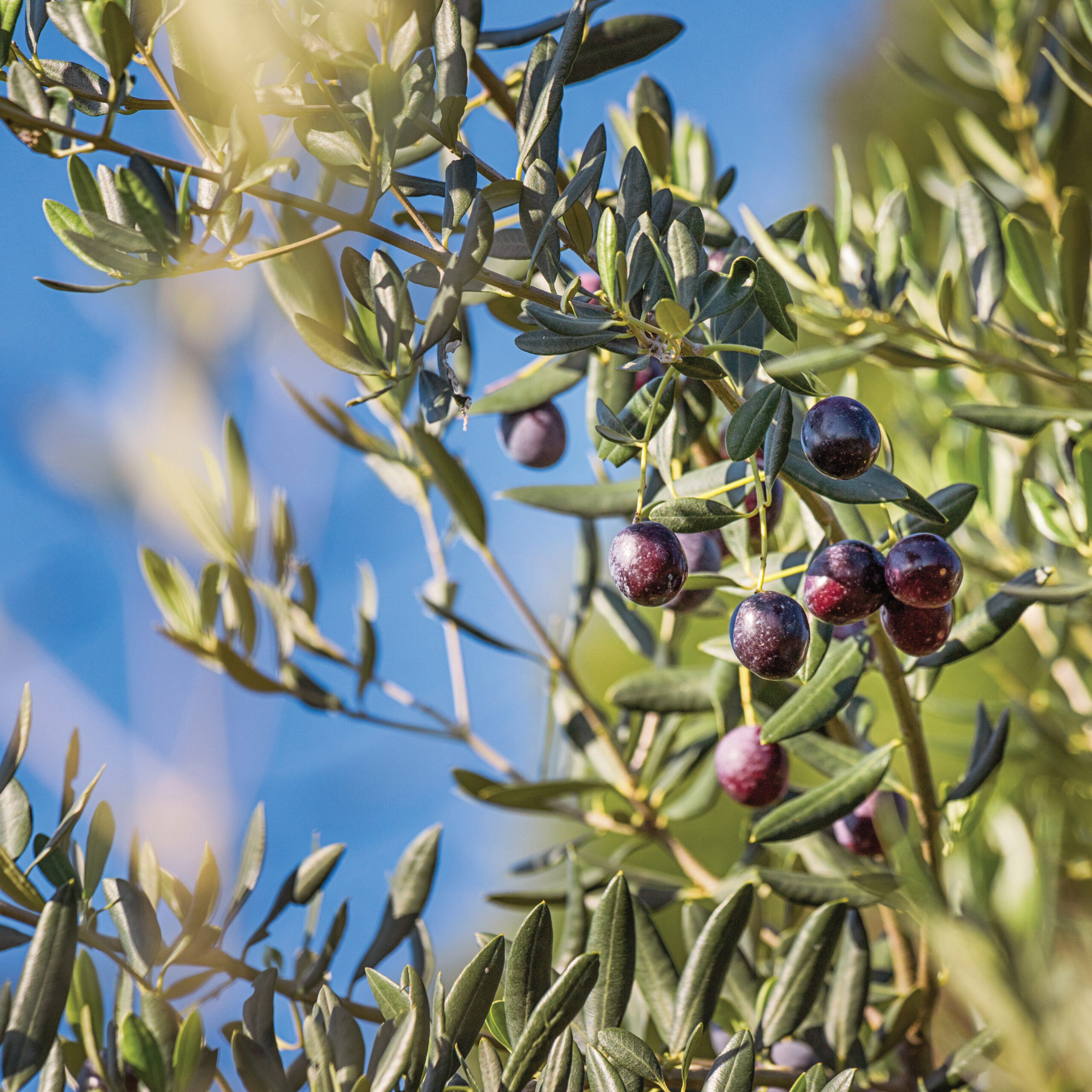 Certified Origins Olive Oil