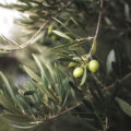 Olive tree