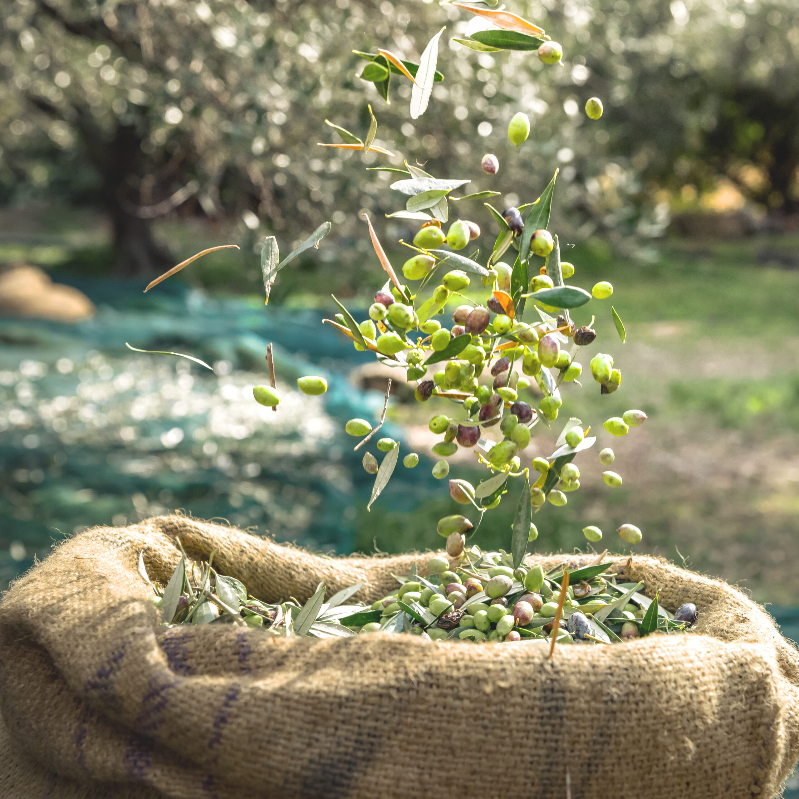 Private Label Olive Oil