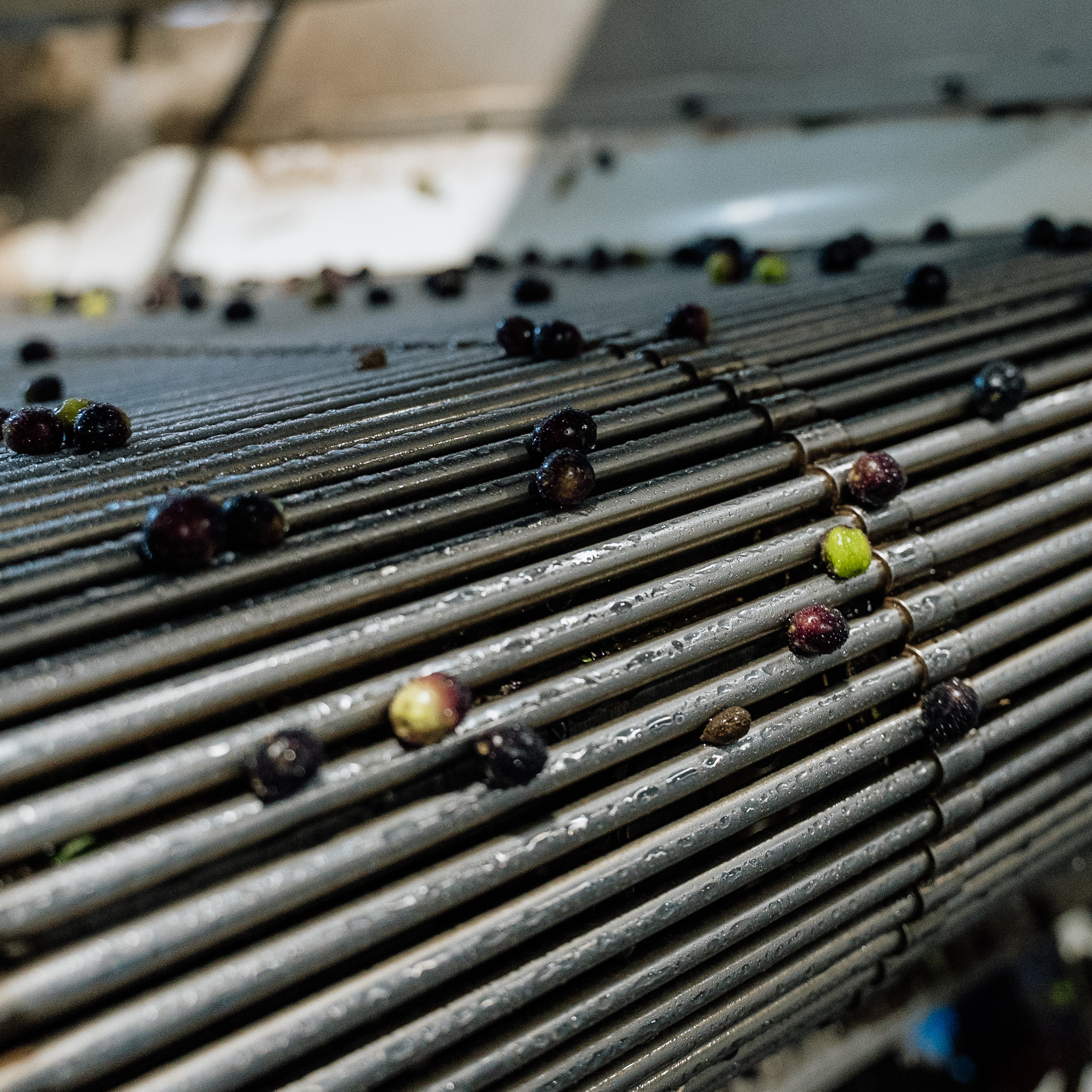 March Olive Oil Market Report