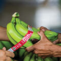 Fair Trade Certified Bananas, Bananeras de Urabá SA