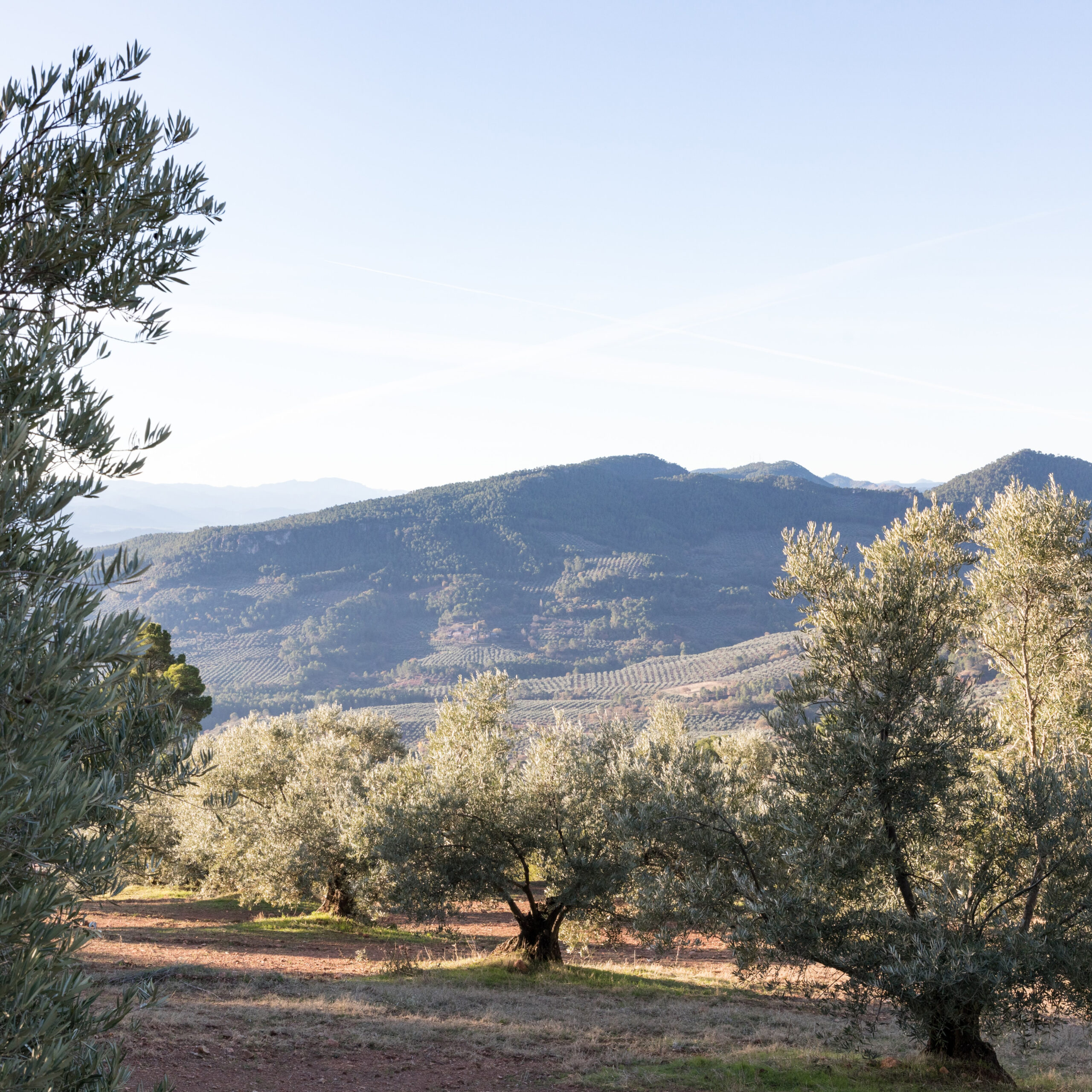 february olive oil market report