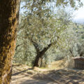 Olive Oil Market Report