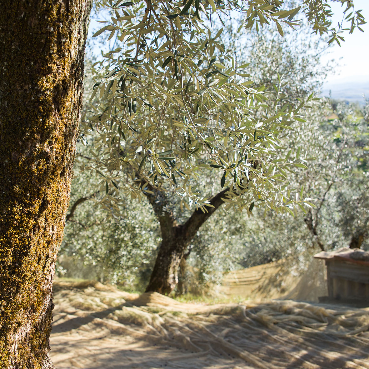Olive Oil Market Report