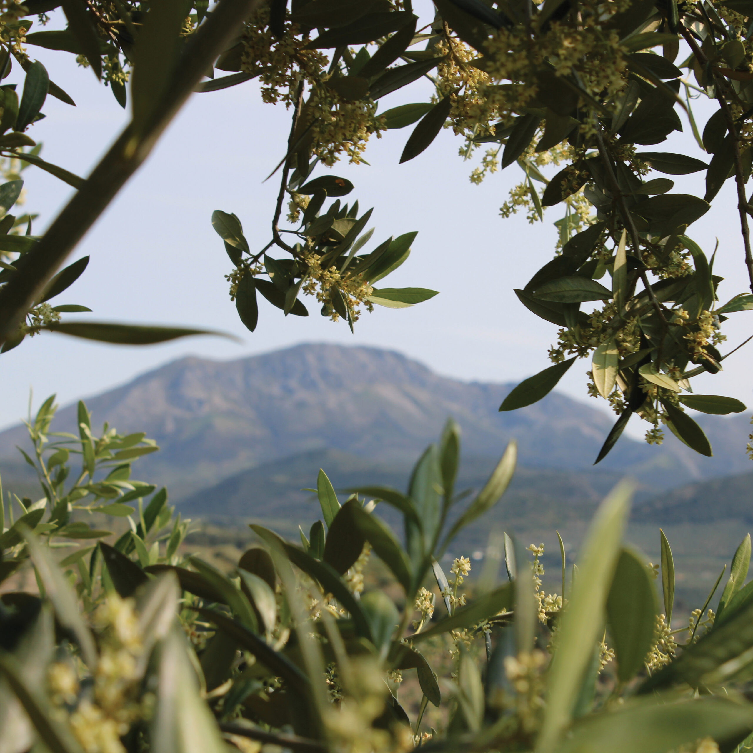 ALMAZARAS DE LA SUBBÉTICA
