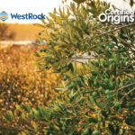 Certified Origins Partners with WestRock to Reduce Plastic Packaging