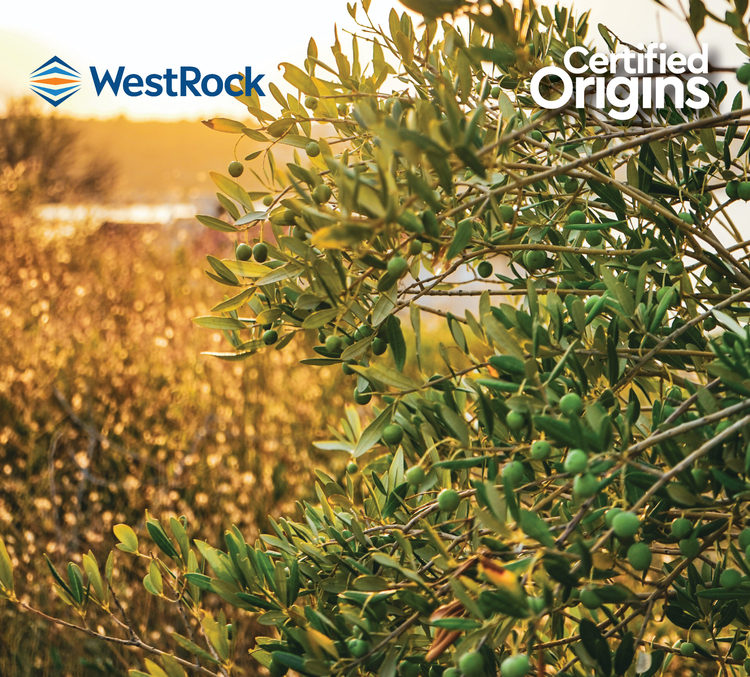 Certified Origins Partners with WestRock to Reduce Plastic Packaging