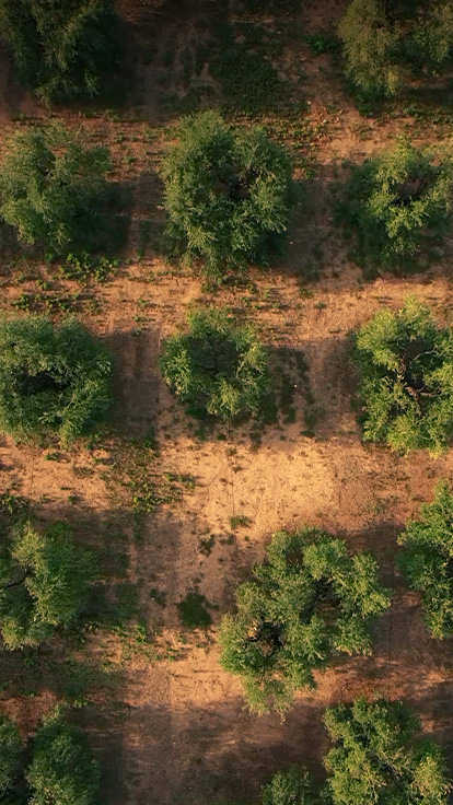 Certified Origins olive oil grove in Italy