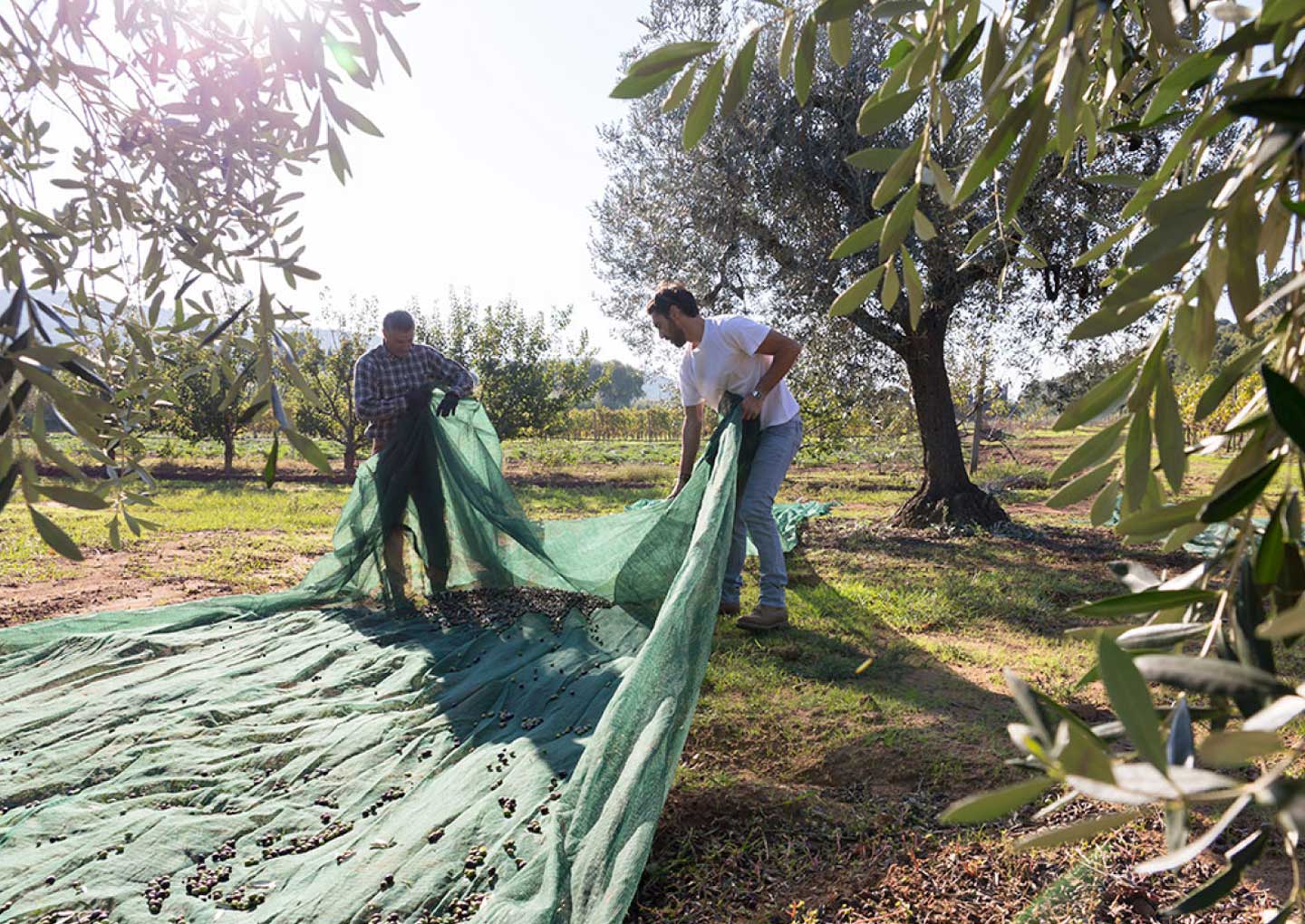 certified origins olive harvesting