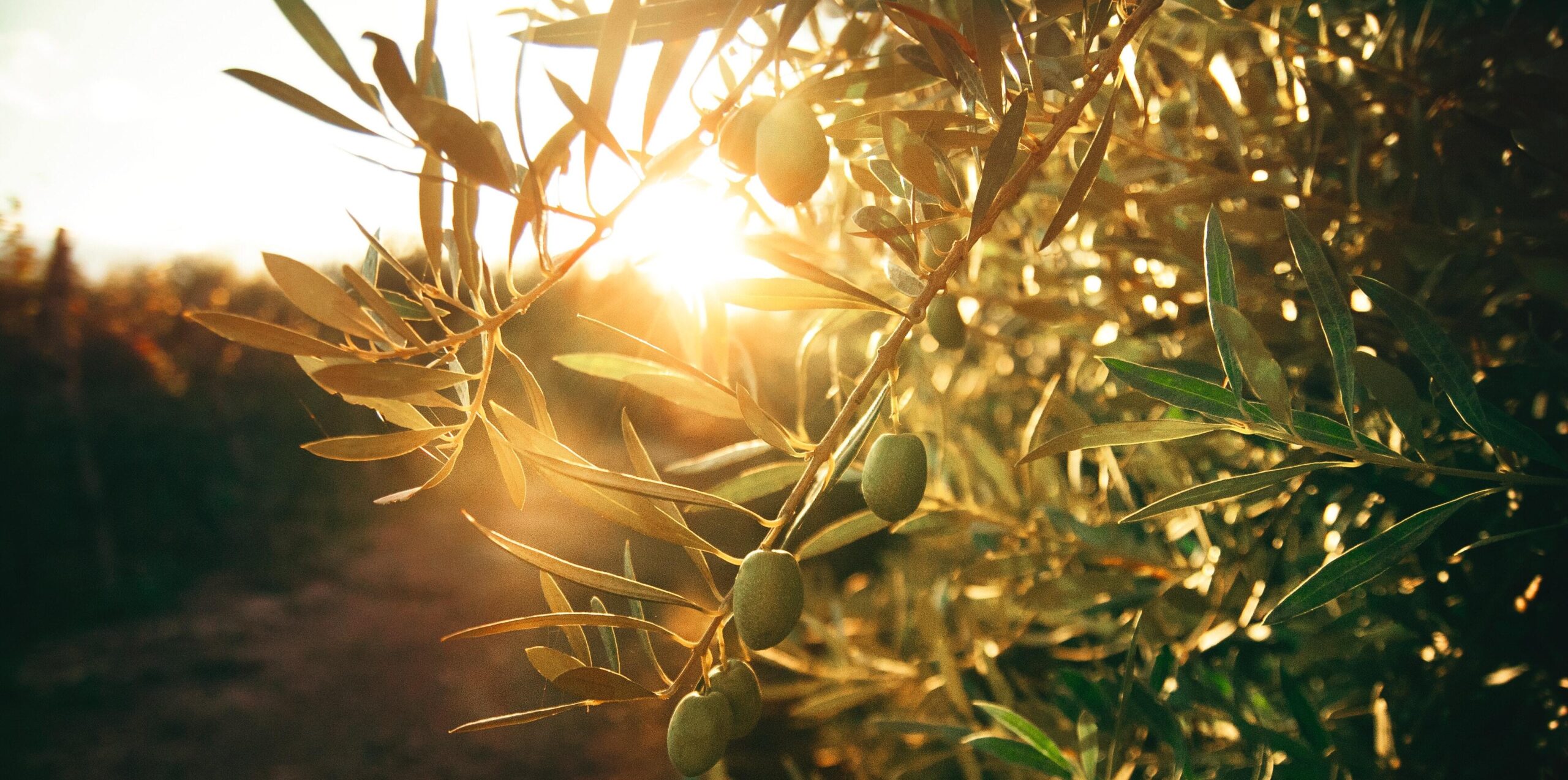 Certified Origins, May 2023 Market Report, Olive Oil Tree