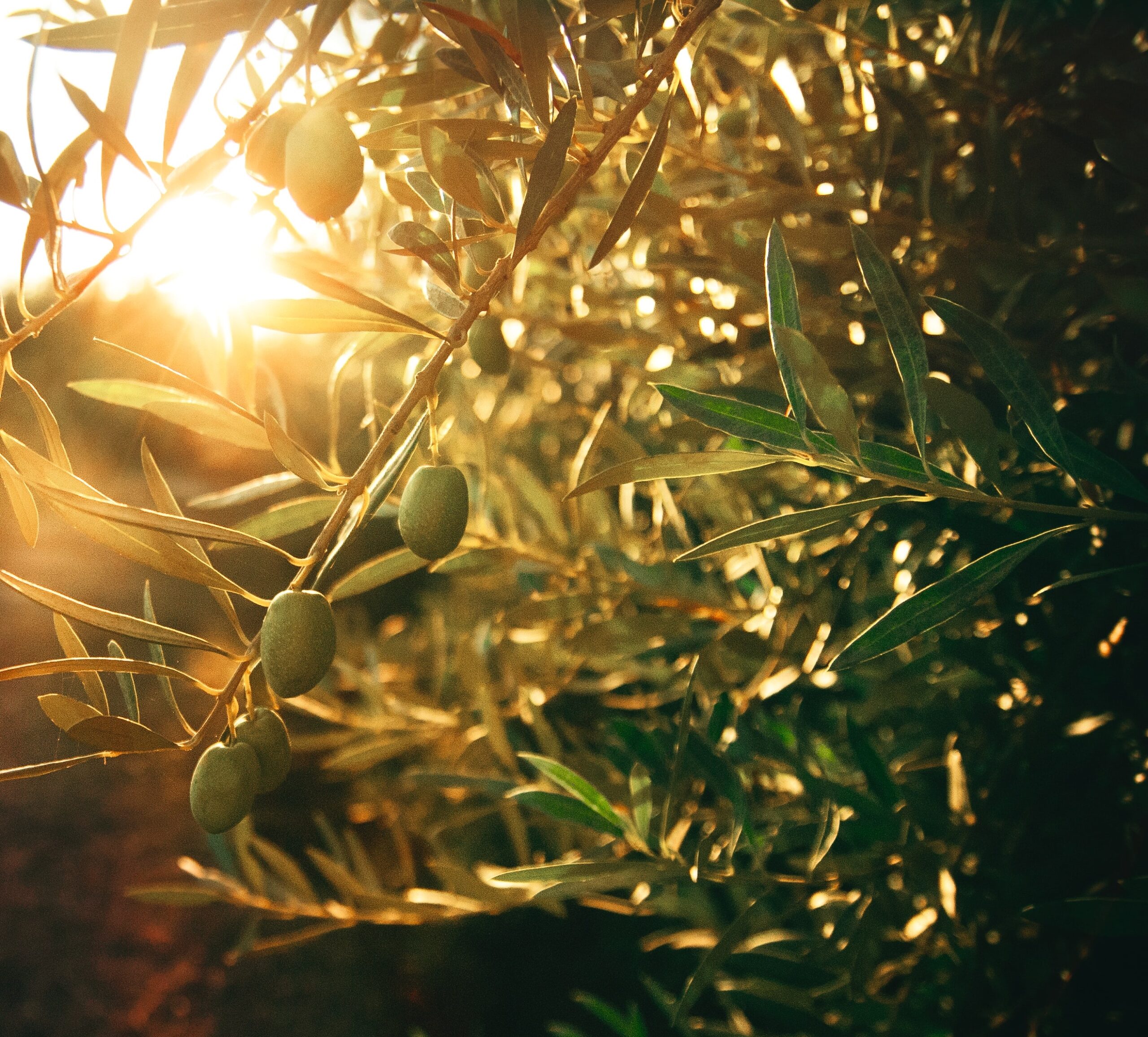 Certified Origins Market Report May 2023 - Olive Oil Tree