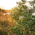 Certified Origins Olive Oil Market Report