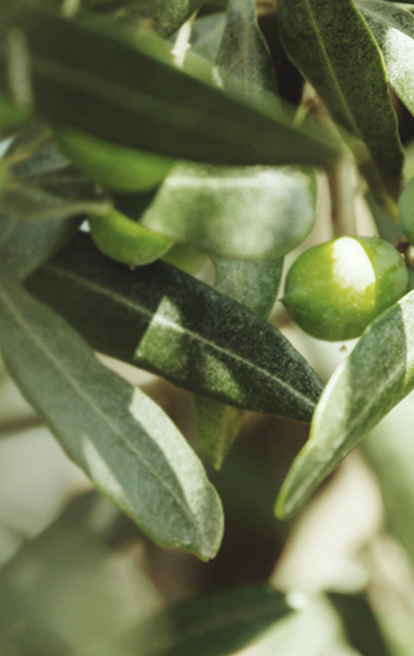 Certified Origins olives on olive tree in Italy