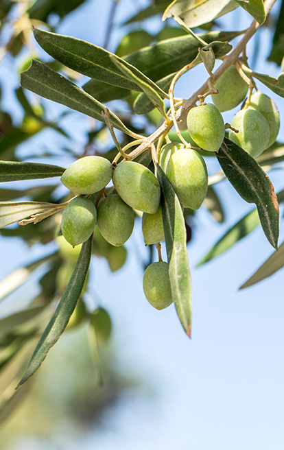 certified origins olives branch