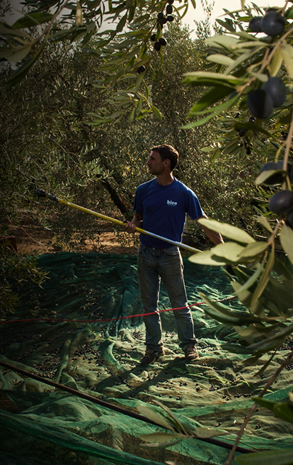 Certified Origins olive tree in Italy