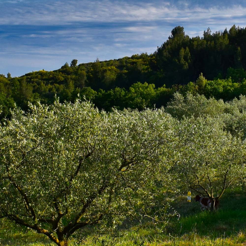 Olive oil groves in Italy