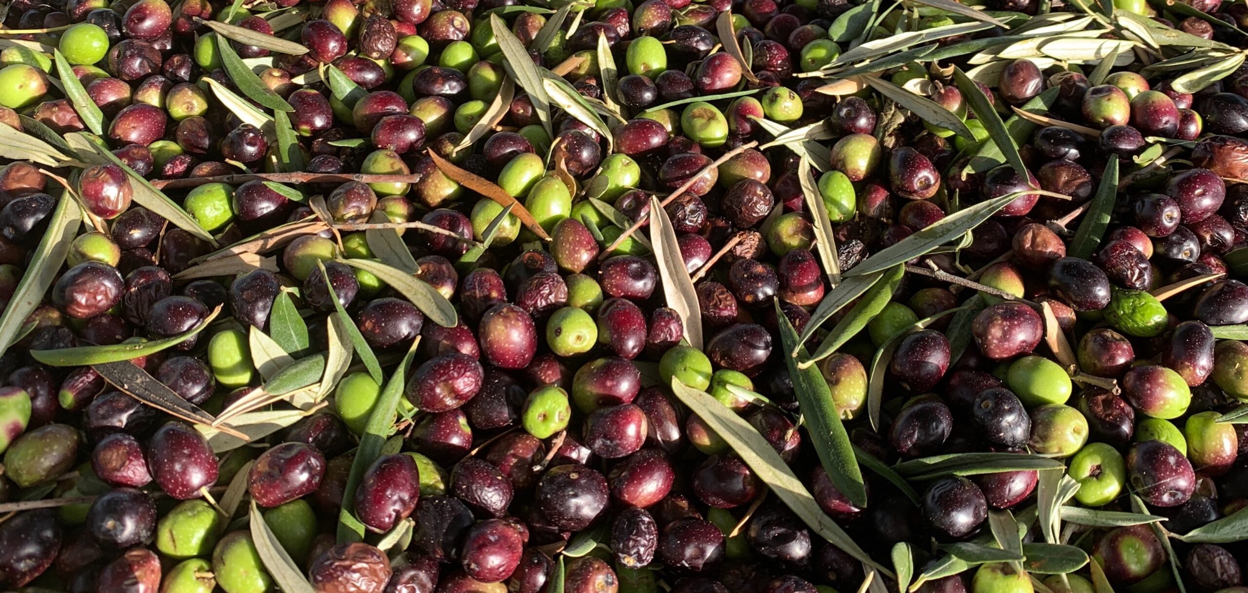 Olives for olive oil