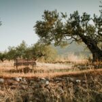 Tree with bench. Drought. Field