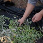 Market Report Olive Oil - Olive picking