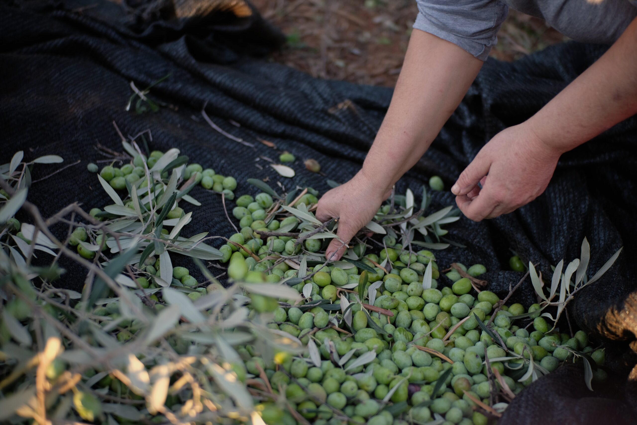 Market Report Olive Oil - Olive picking