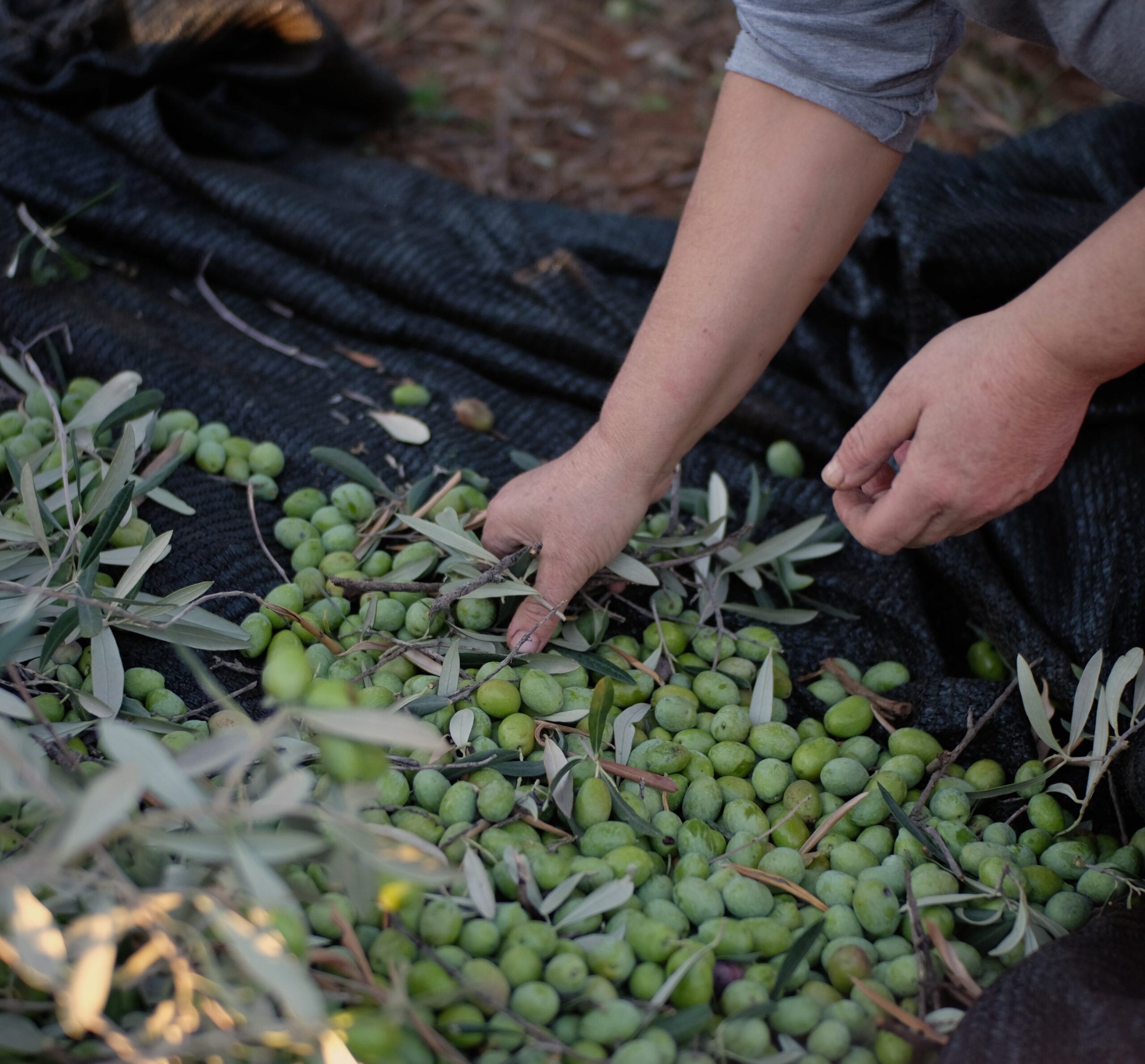 Market Report Olive Oil - Olive picking