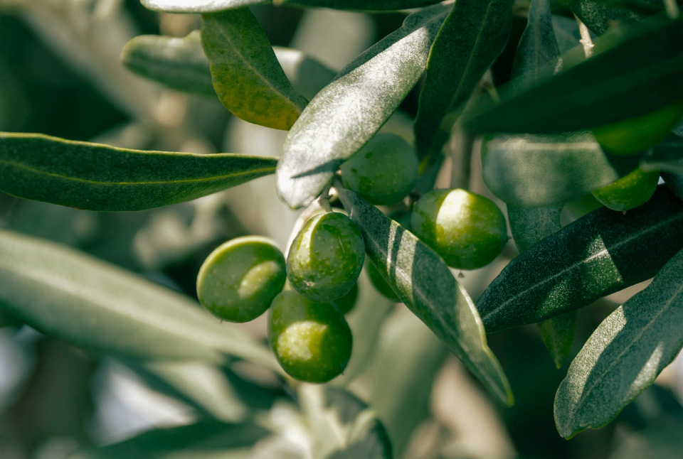 certified origins olives