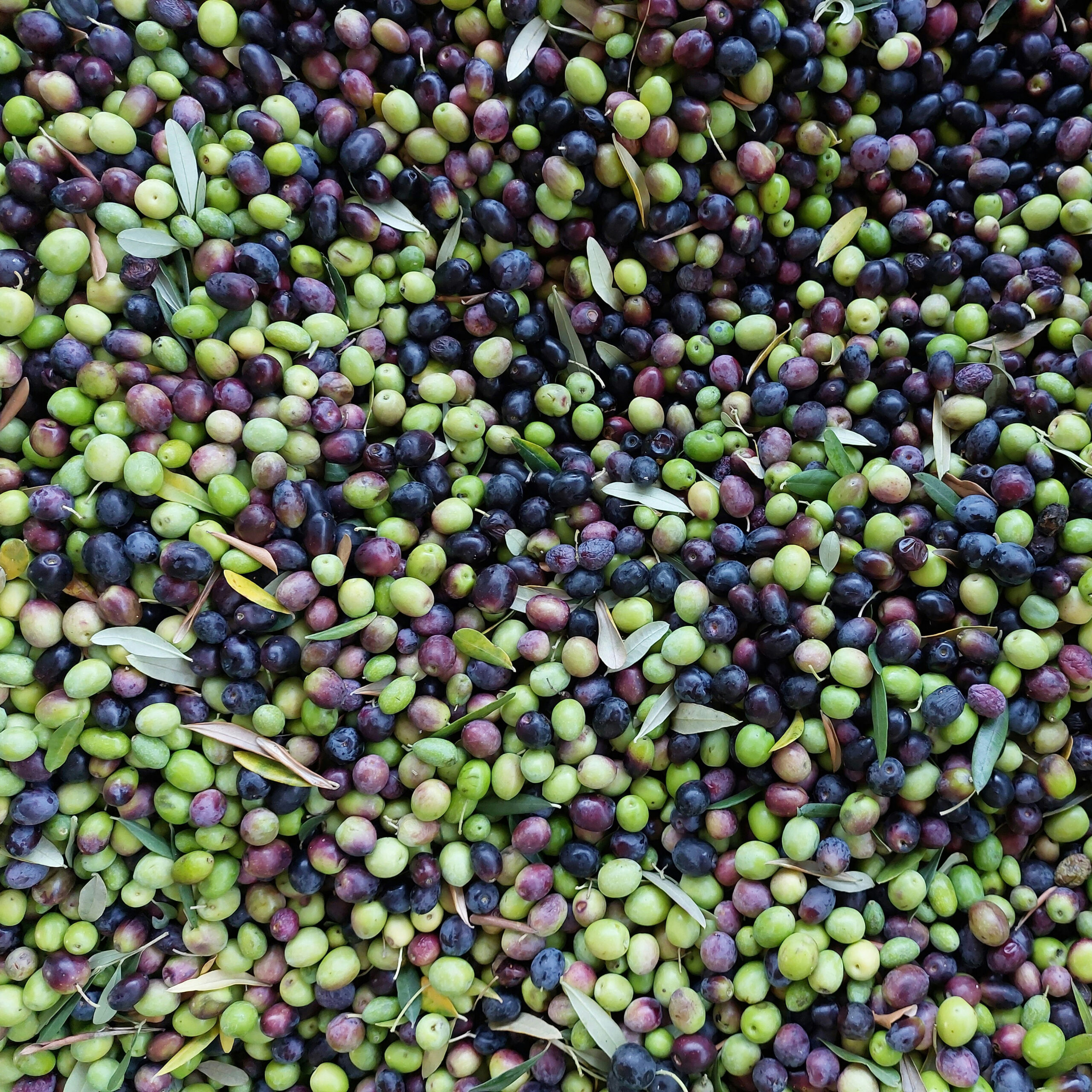 Olive Oil Market Report