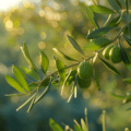OLIVE OIL MONTHLY MARKET REPORT Certified Origins